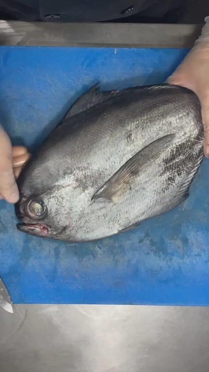 creation thumb for Flat Fish Fillet (Reineta)