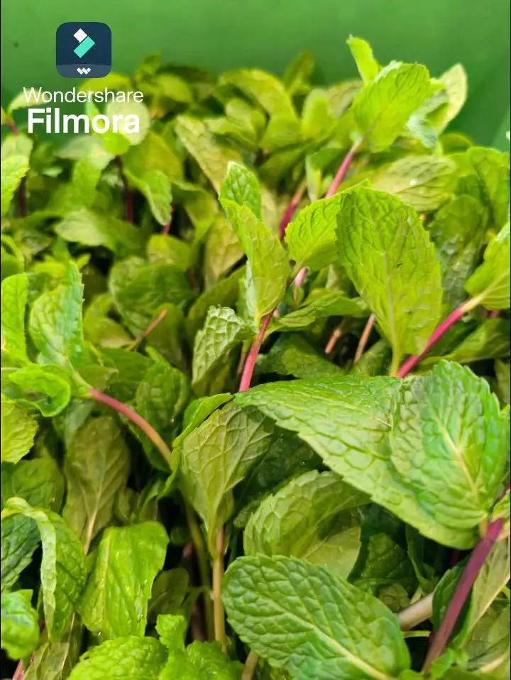 creation thumb for Mint sauce