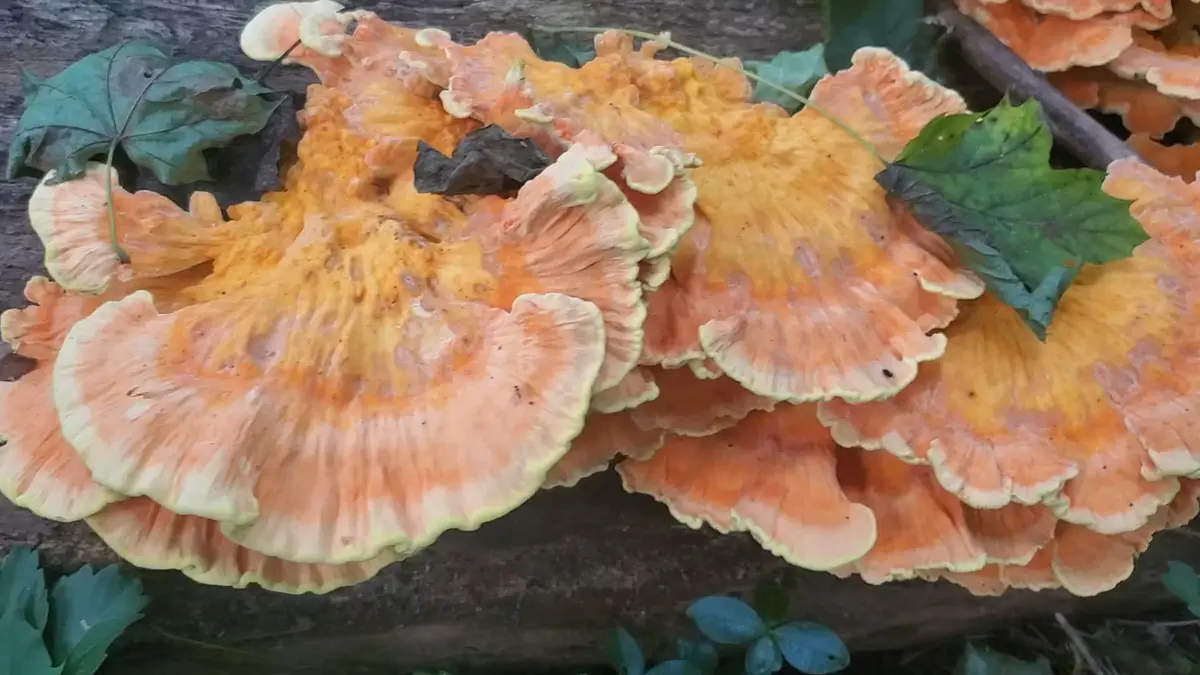 creation thumb for Chicken of the woods mushroom