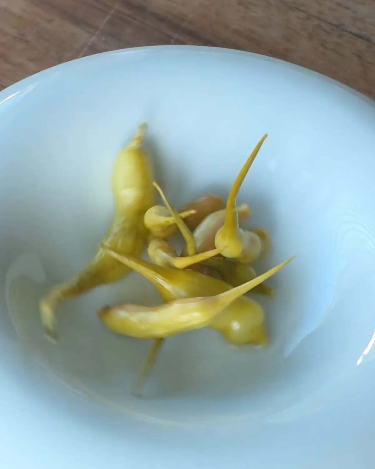 creation thumb for Pickled Radish Pods