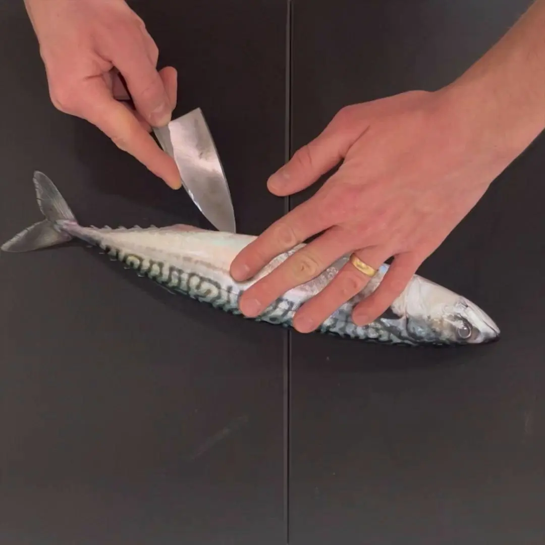 creation thumb for Mackerel Fileting