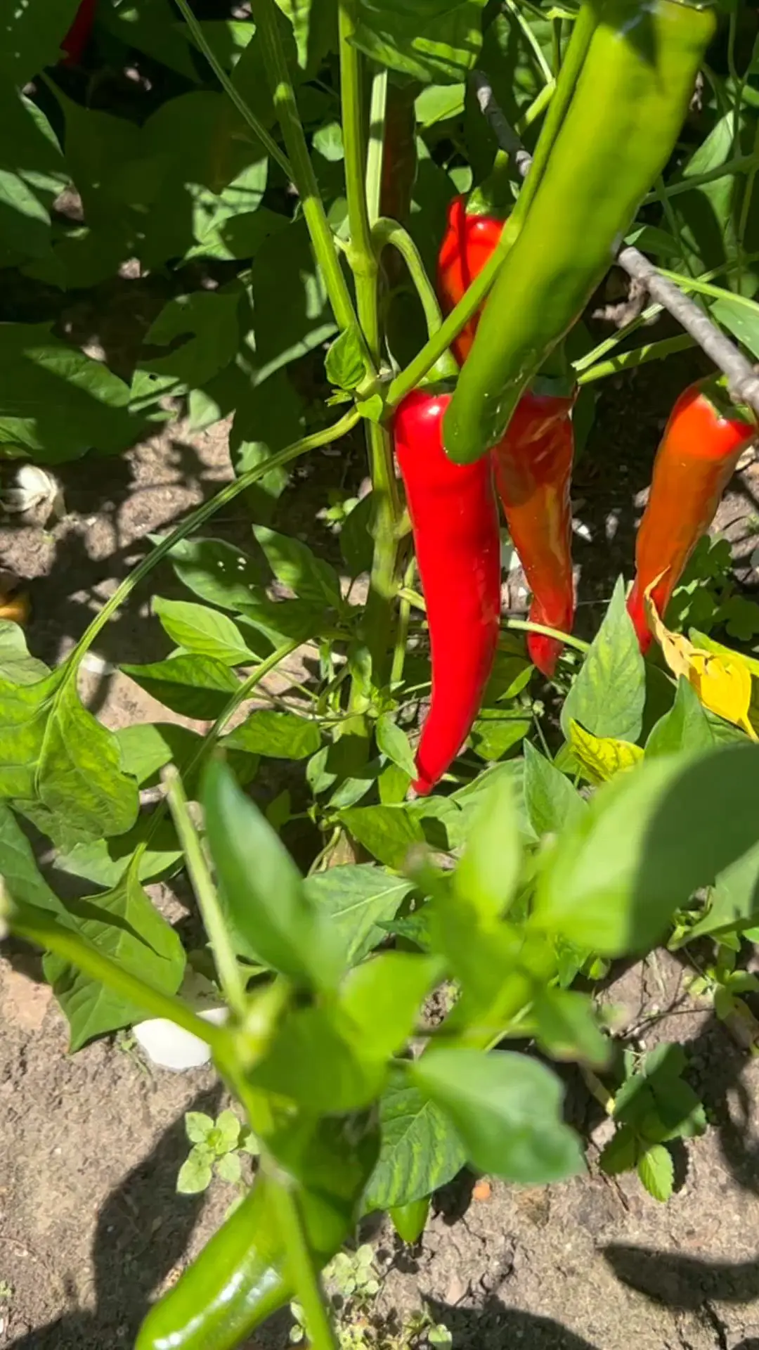 creation thumb for Fresno Strawberry Hot Sauce