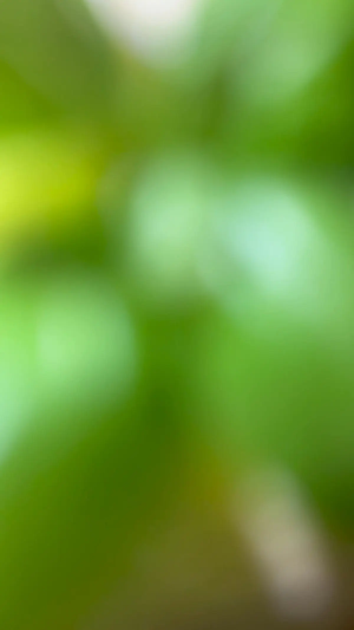 creation thumb for Carpaccio d'Ananas