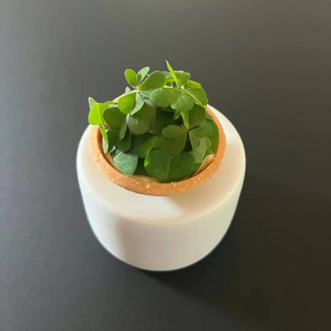 creation thumb for Candied lemon and sorrel herb tart