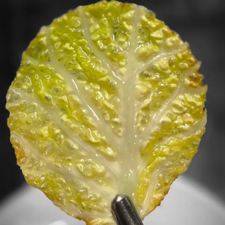 creation thumb for Crispy Savoy Cabbage Leaves