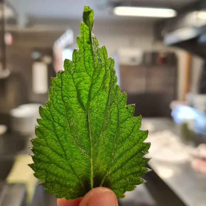 creation thumb for Fried nettle