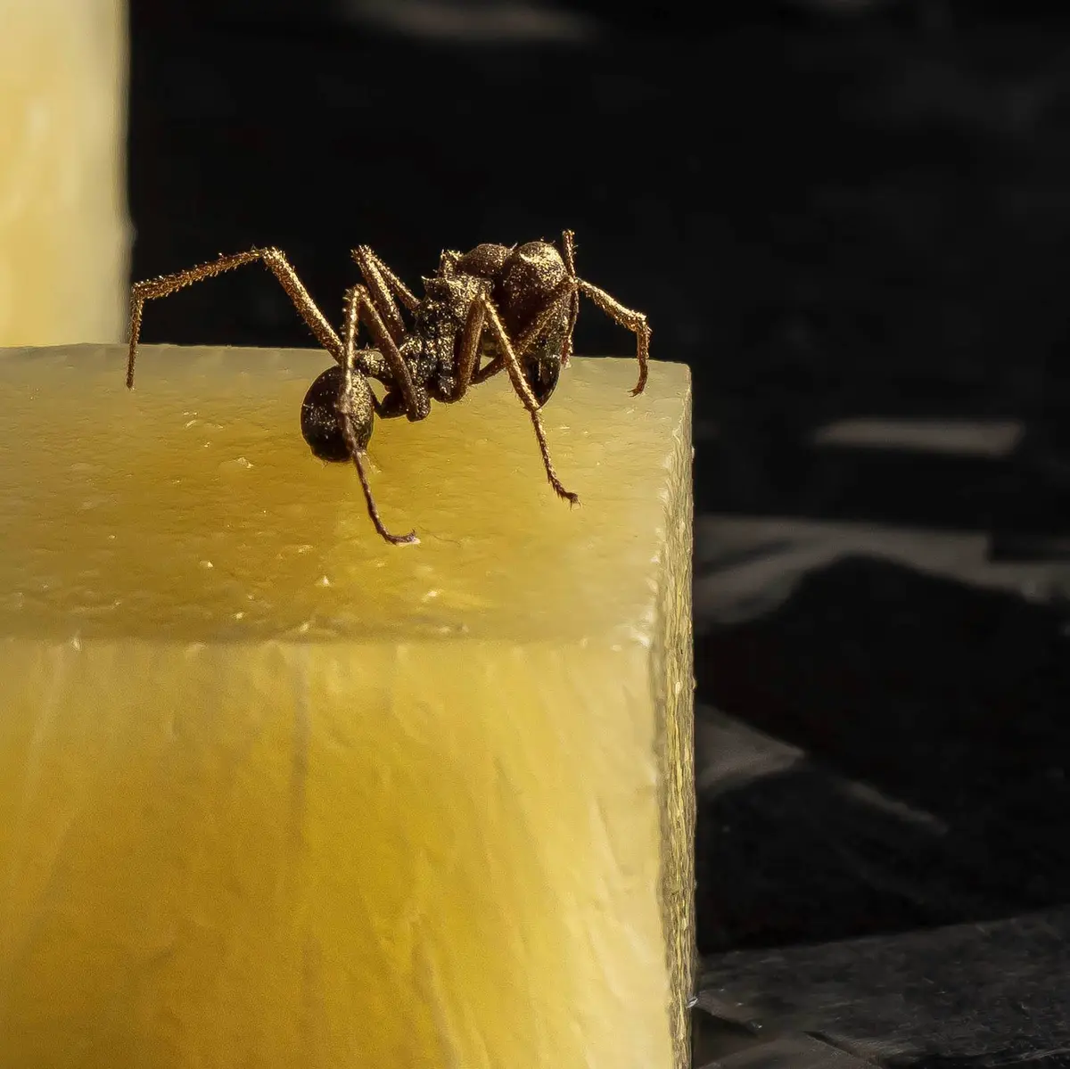 creation thumb for Pineapple - Ant
