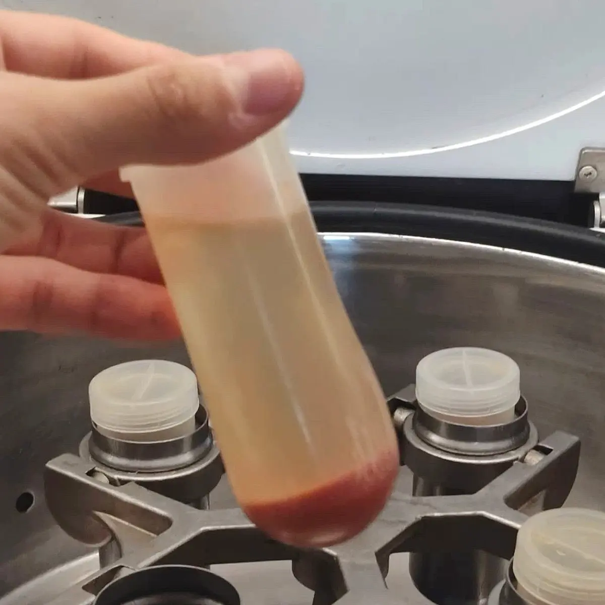 creation thumb for Milchsauer vergorenes Tomatenwasser