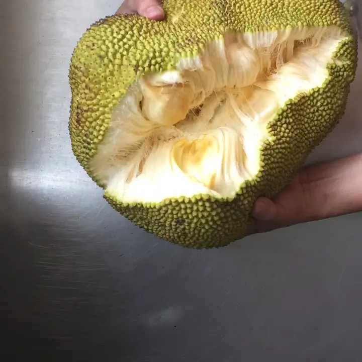 creation thumb for Jack fruit