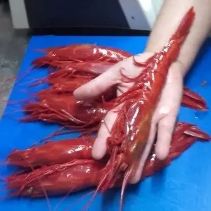 Mar 