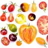 Tomatenheld 