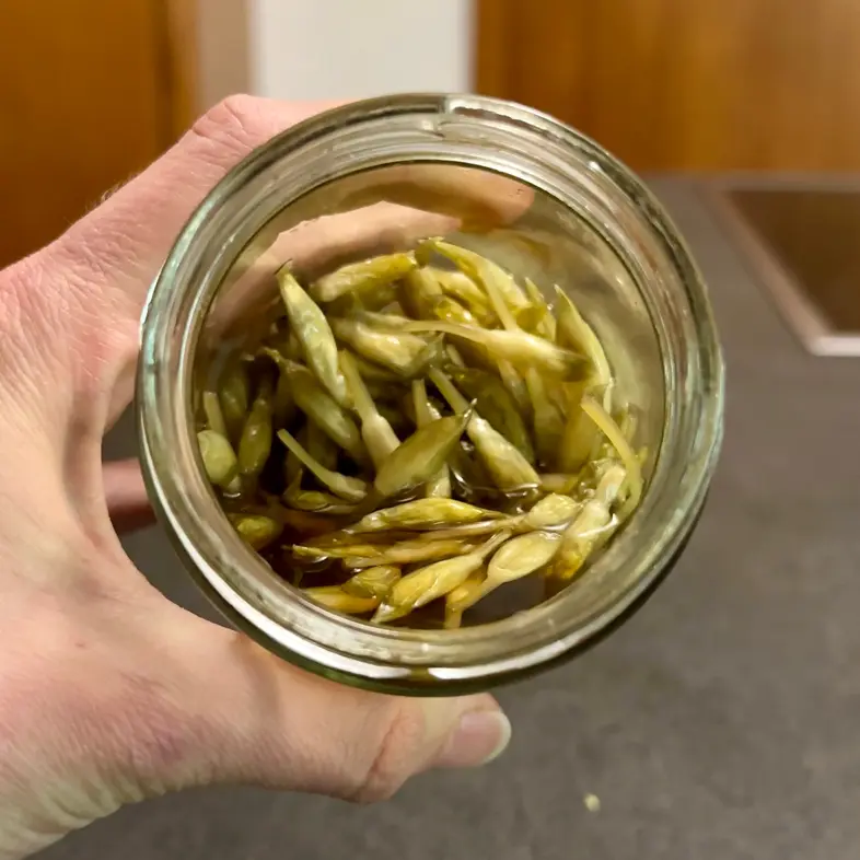 creation thumb for Wild garlic capers🌱