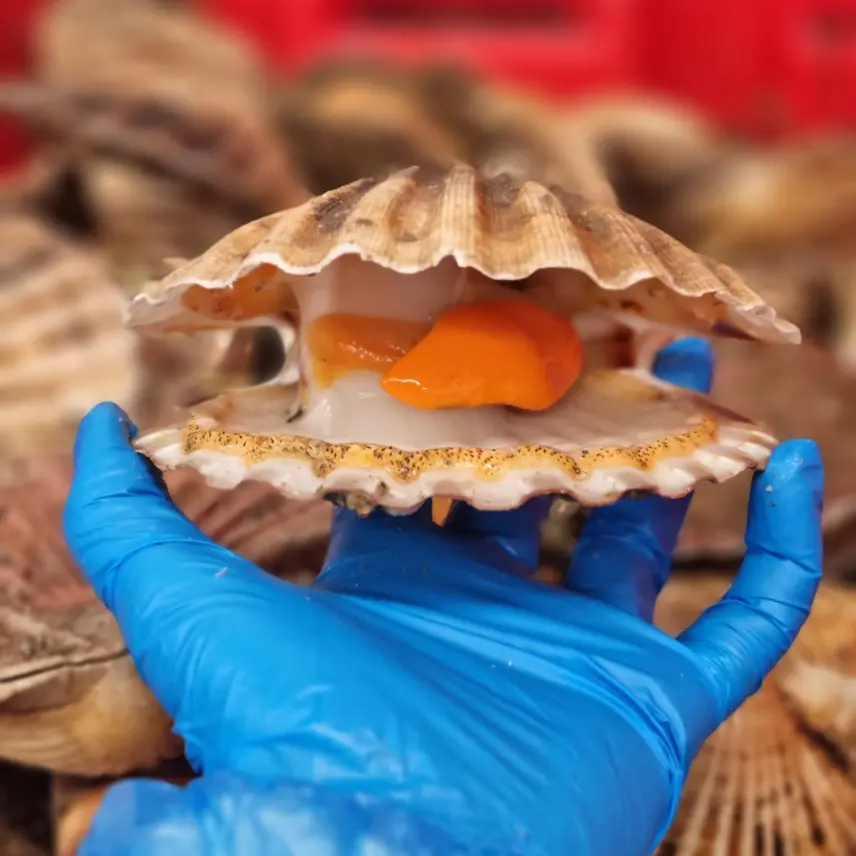 creation thumb for Scallops 