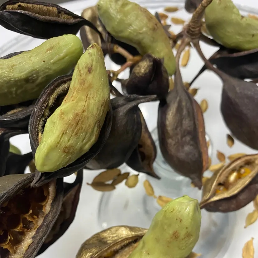creation thumb for Cardamom Seed Chocolate Truffle