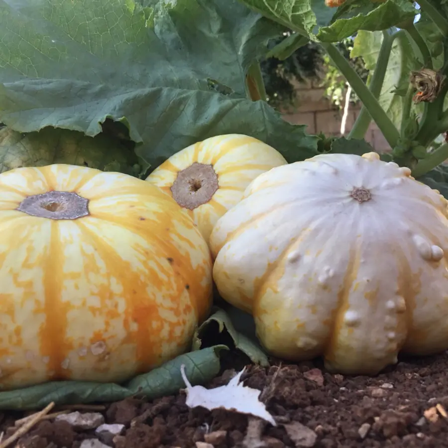 creation thumb for Organic pumpkins