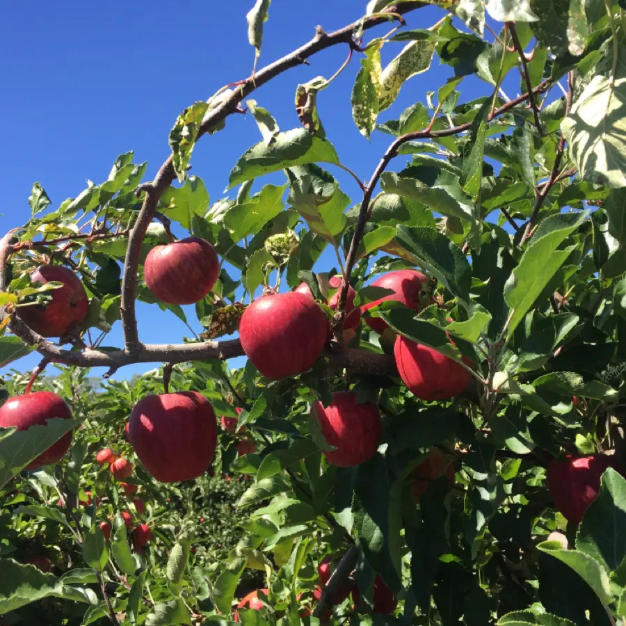 creation thumb for Living and working on organic farms for an inside of the produce we use.