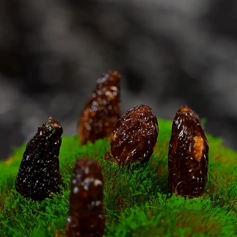 creation thumb for Morels stuffed with Confit Goat Neck