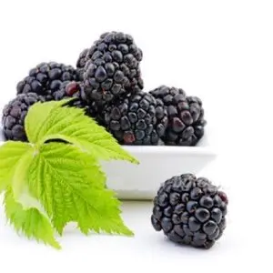 Blackberry 
