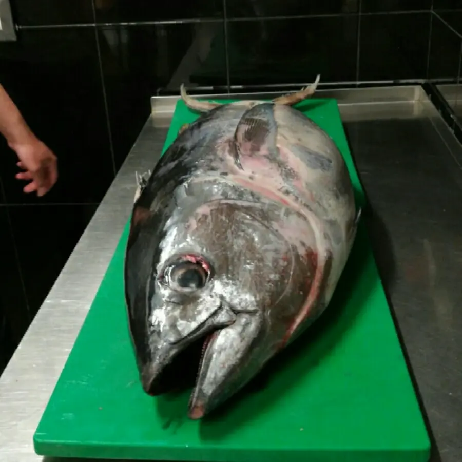 creation thumb for Perfect Tuna