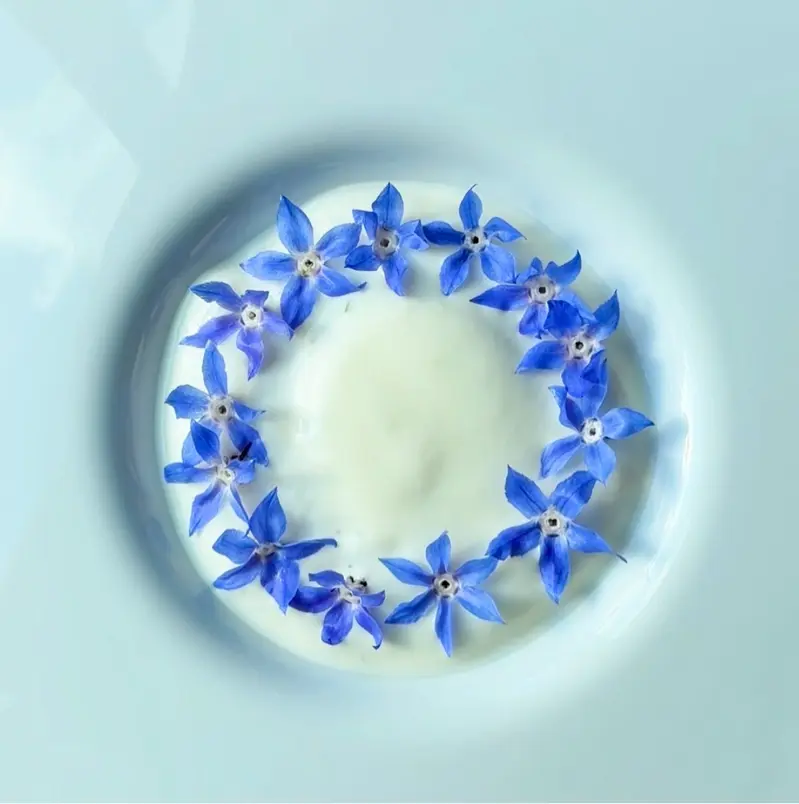 creation thumb for Scallop | Cucumber-Granny Smith | Horseradish | Borage