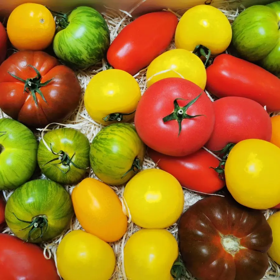creation thumb for Fresh mix Tomatoes