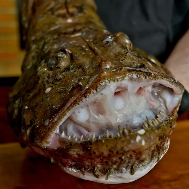 creation thumb for Monkfish Breakdown
