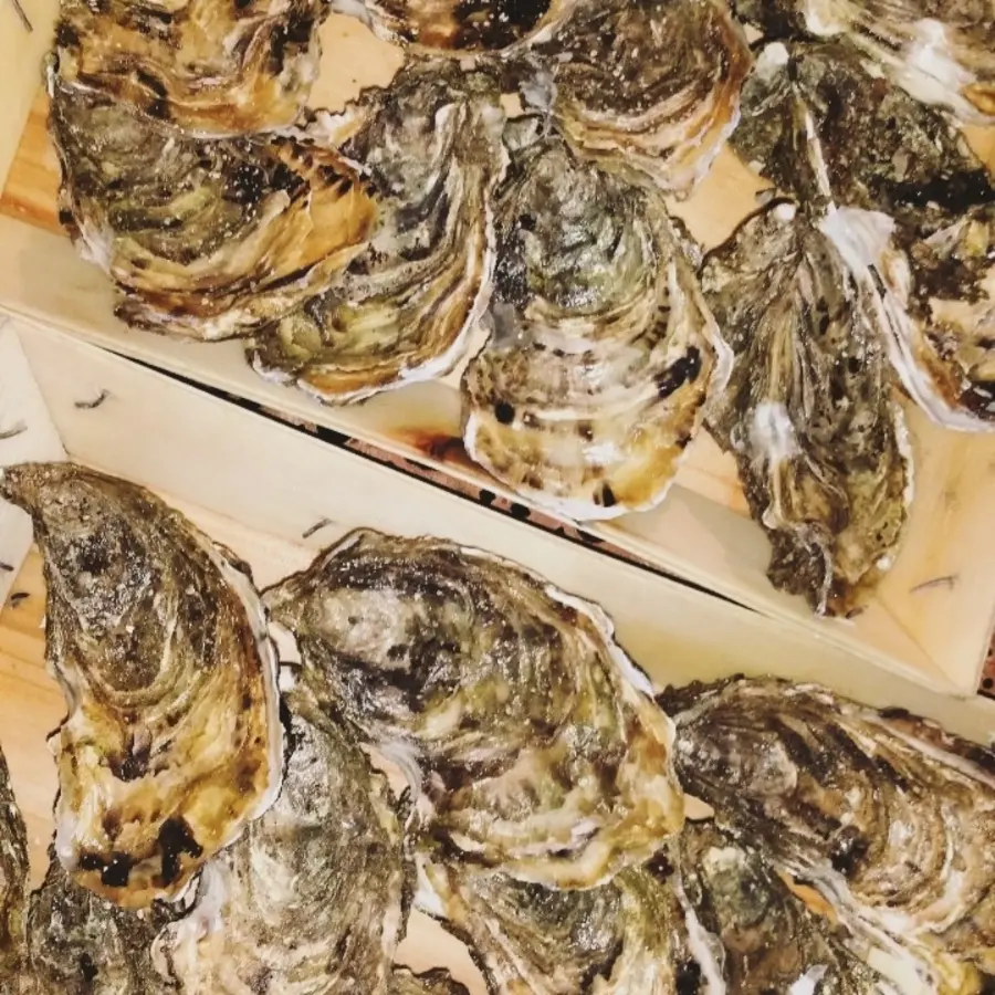 creation thumb for Oysters