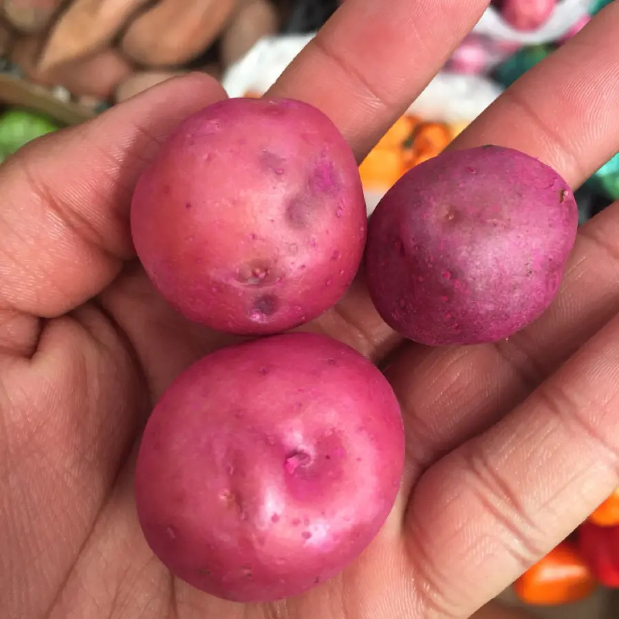 creation thumb for Pink Potatoes