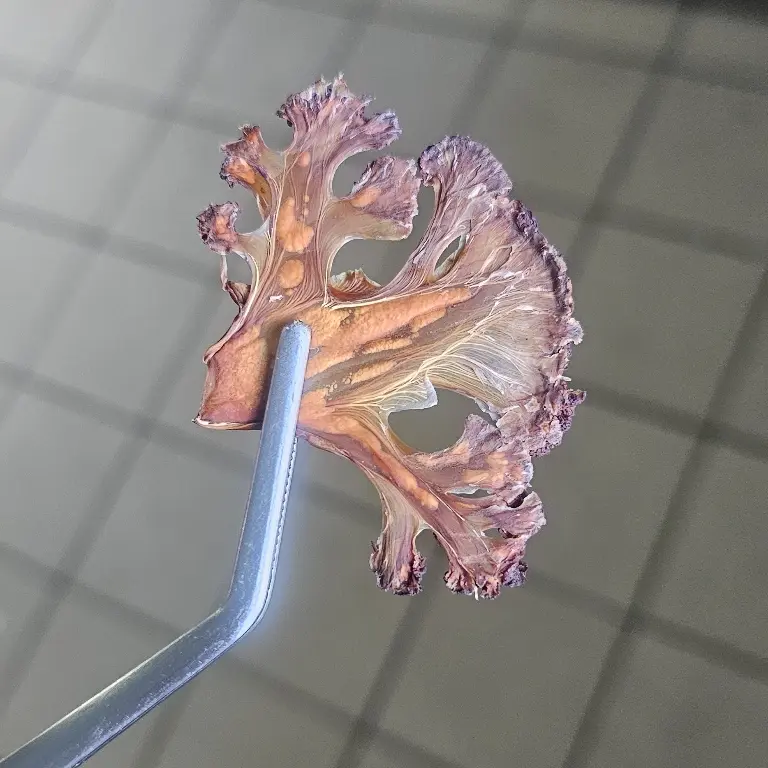 creation thumb for Chips di cavolfiore viola