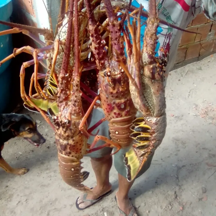 creation thumb for Fresh lobster on the way