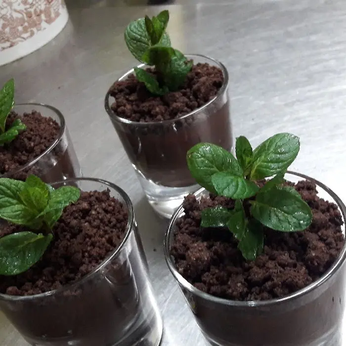 creation thumb for Dessert vegano