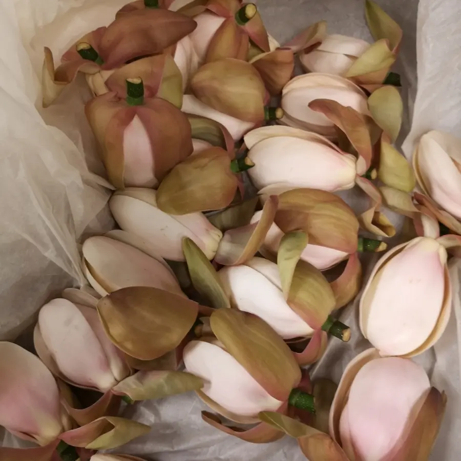 creation thumb for MAGNOLIA HARVEST